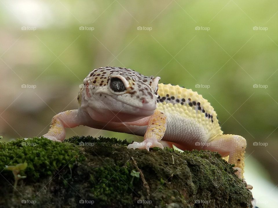 leopard gecko is one of the five subspecies of the common leopard gecko, a small to midsized lizard belonging to the family Gekkonidae. reptiles, animals, nature