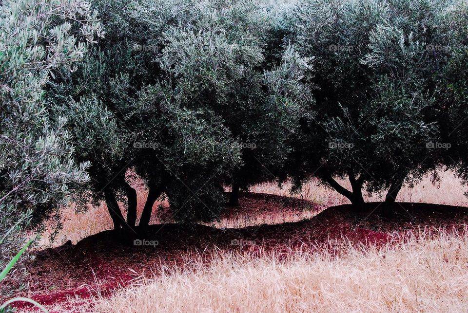 Moroccan Olive Grove