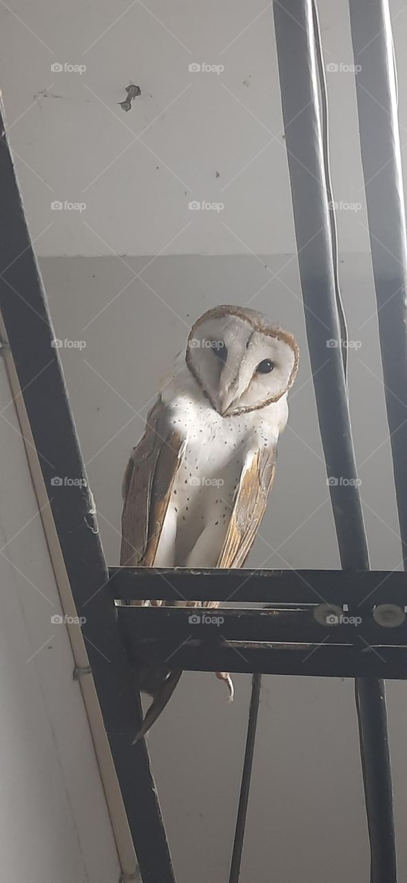 Barn owl(വെള്ളിമൂങ്ങ )
