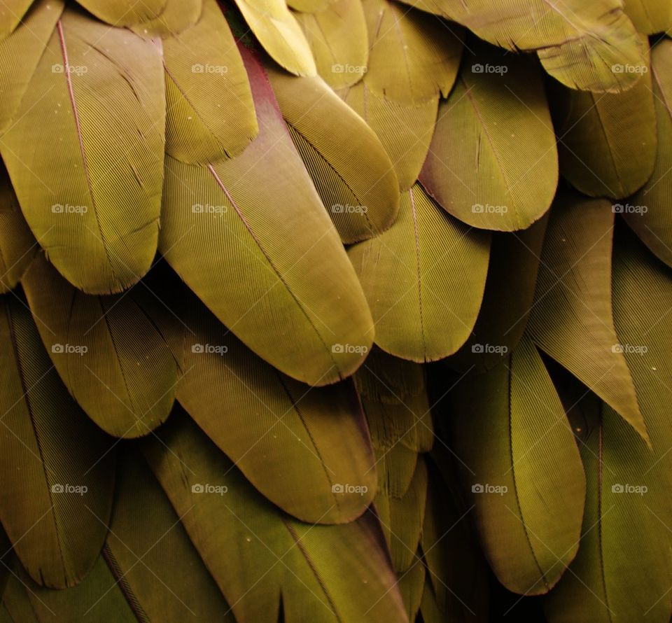 Gold Feathers