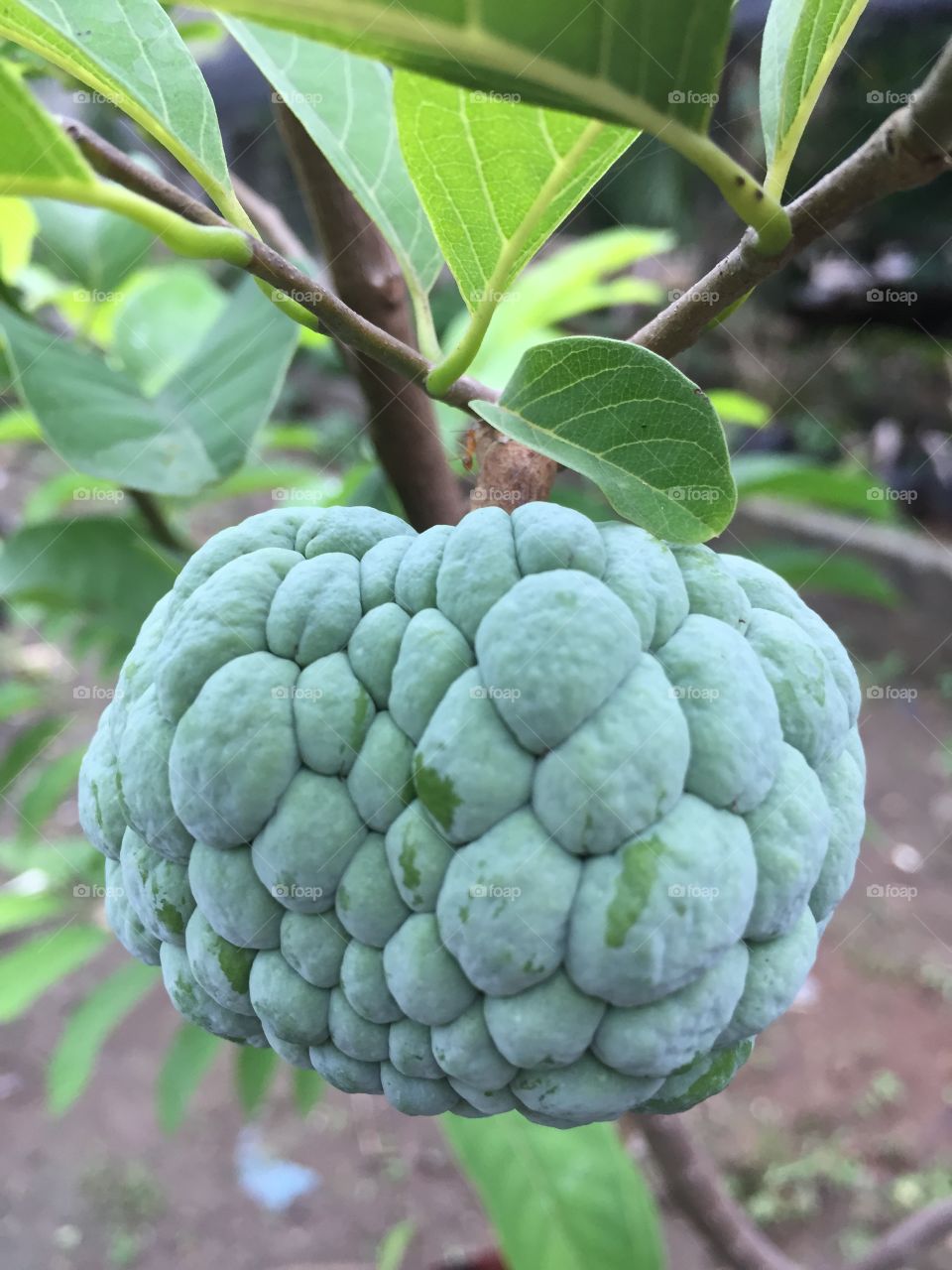 Sugar-apple