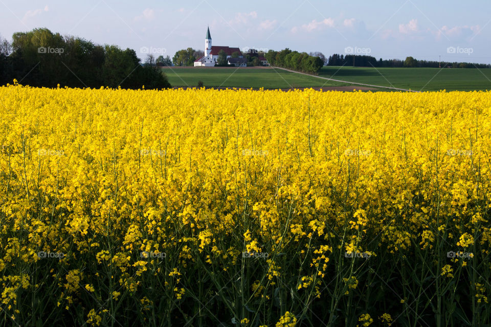 Yellow field of flowers