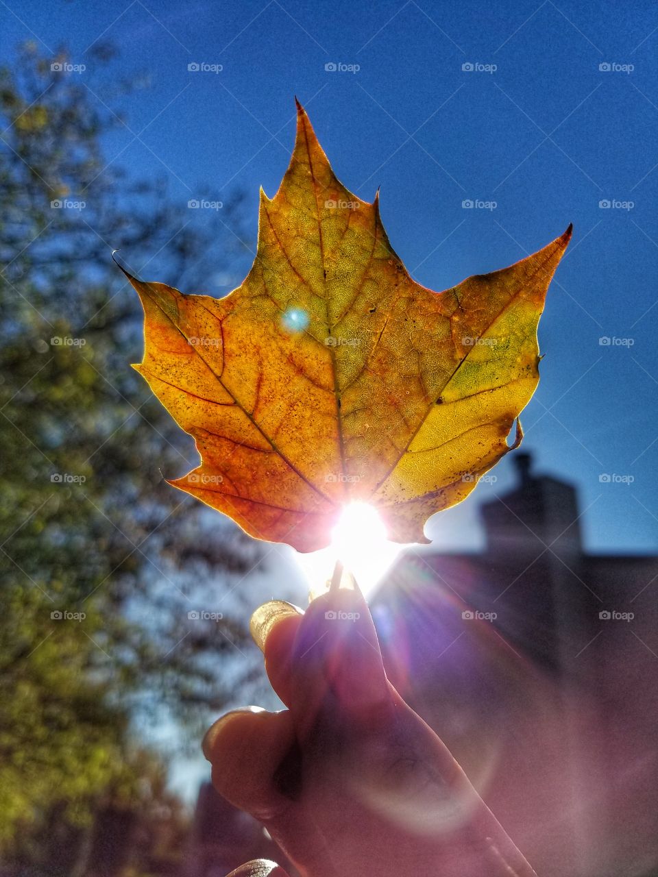 Sunrays through a perfect little leaf