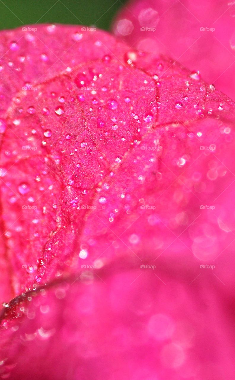 Macro detail of Bougainvillea flower