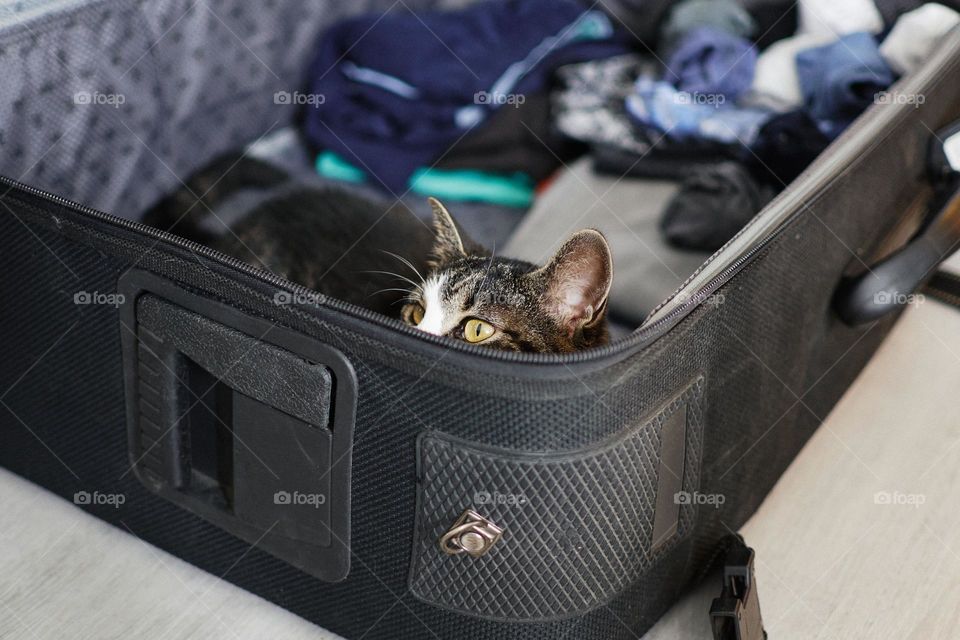 Funny photo of a domestic cat hiding in a travel suitcase wanting to go on holiday with her pet parents