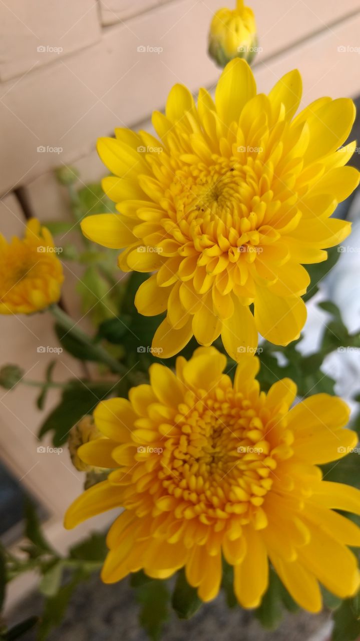 Beauty of yellow flowers