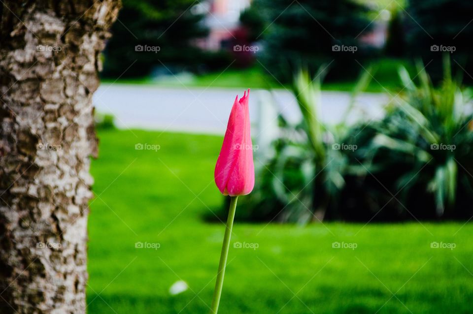 Single flower photography, flower closeup, pink flower in the spring time, blooming nature environment 