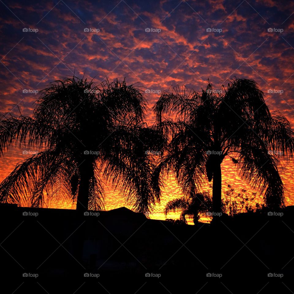 A beautiful sunset behind some palm trees in Palmetto, FL.