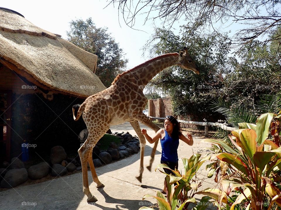 Dancing with Giraffes