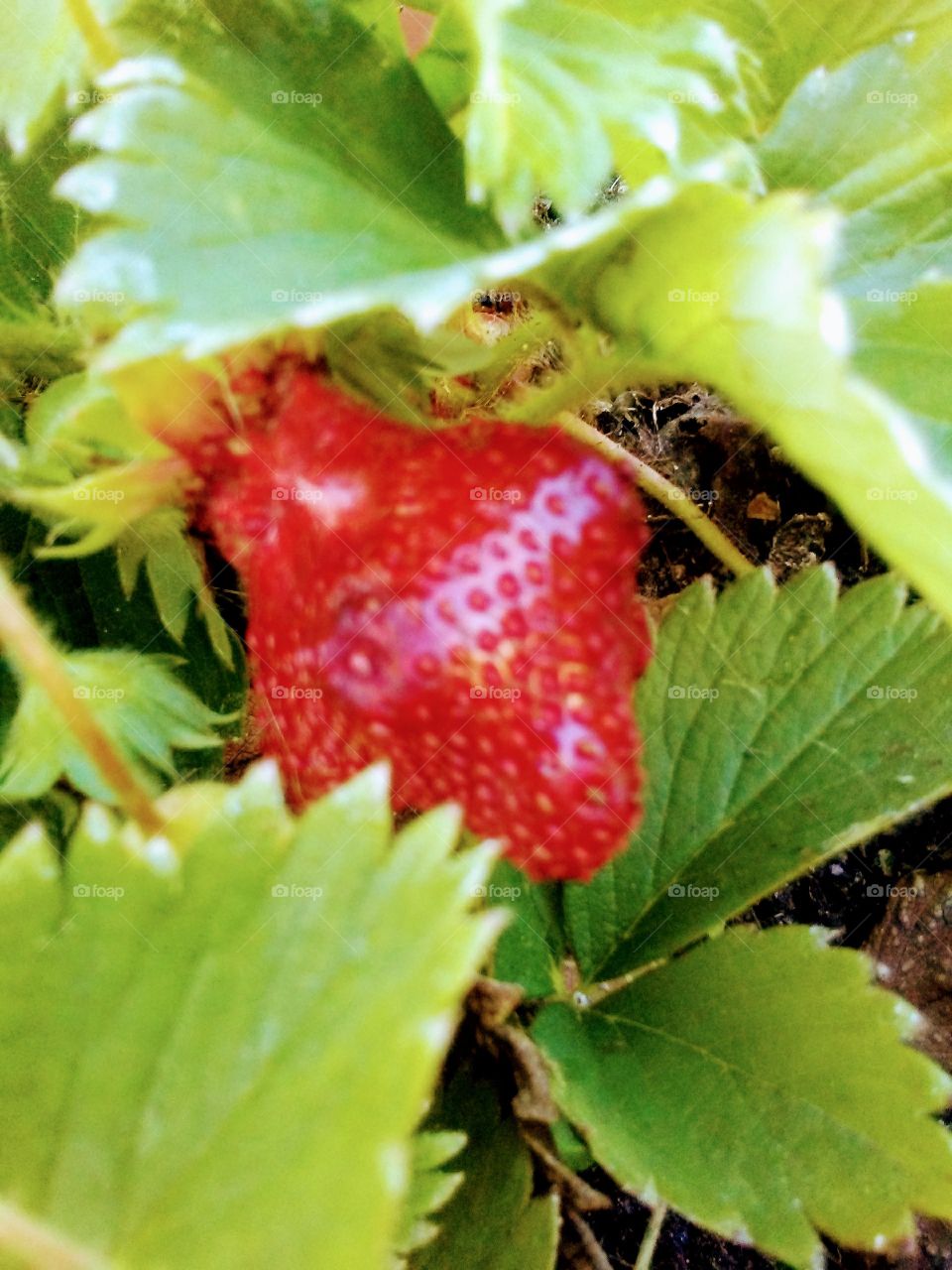 StRawberry