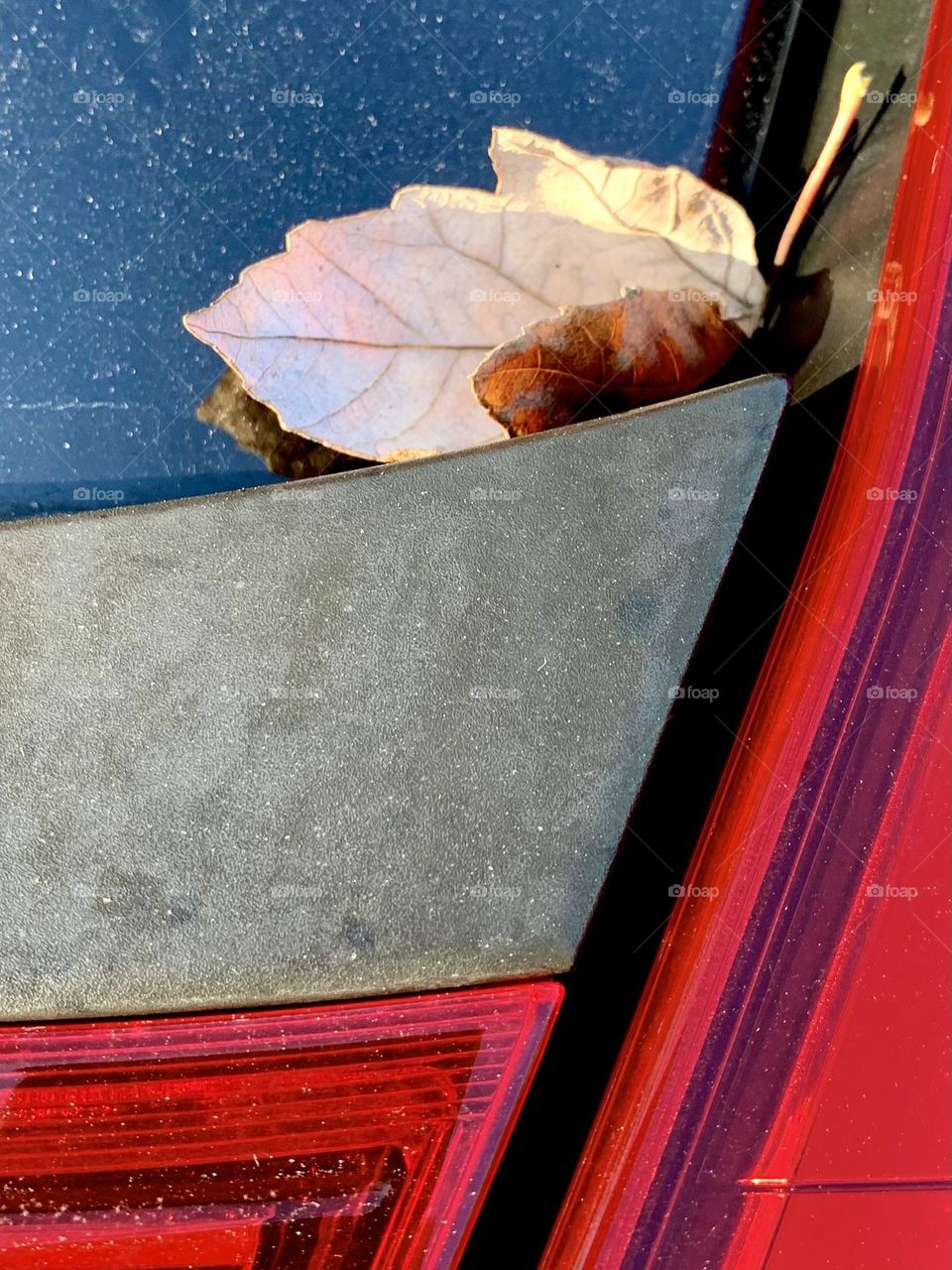 Stray leaf 