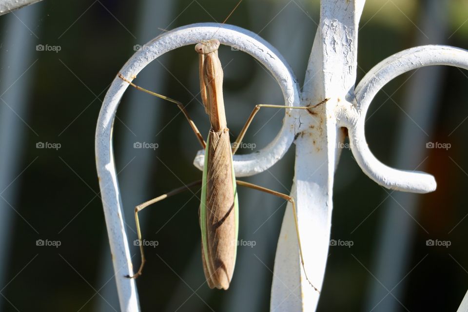 Praying Mantis 