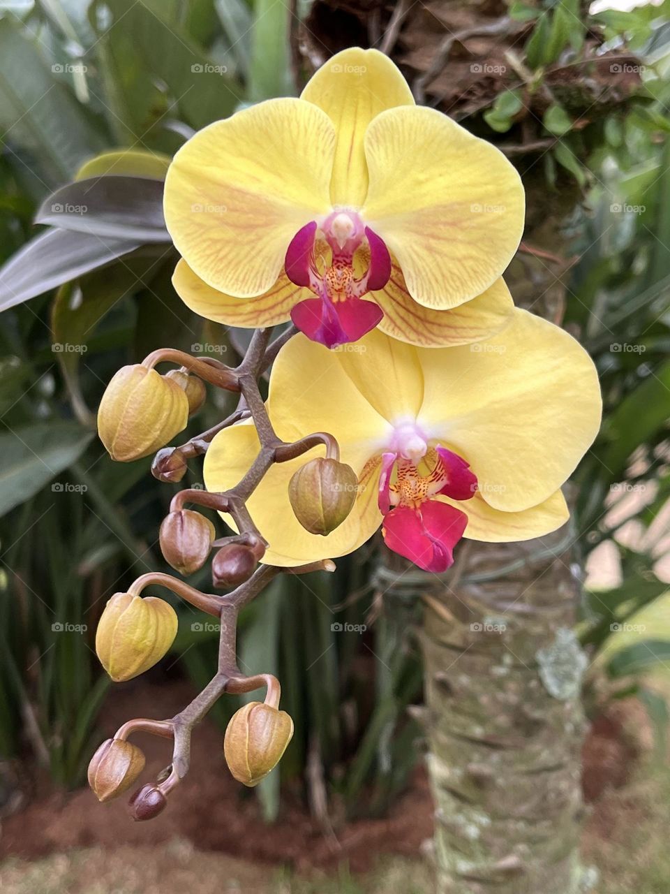 Phalaenopsis 