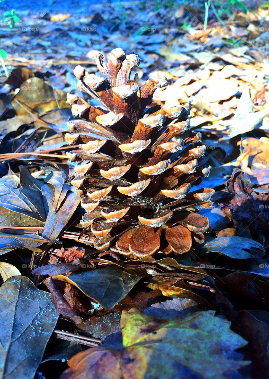 Pinecone