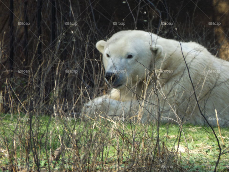 Polar bear eating 