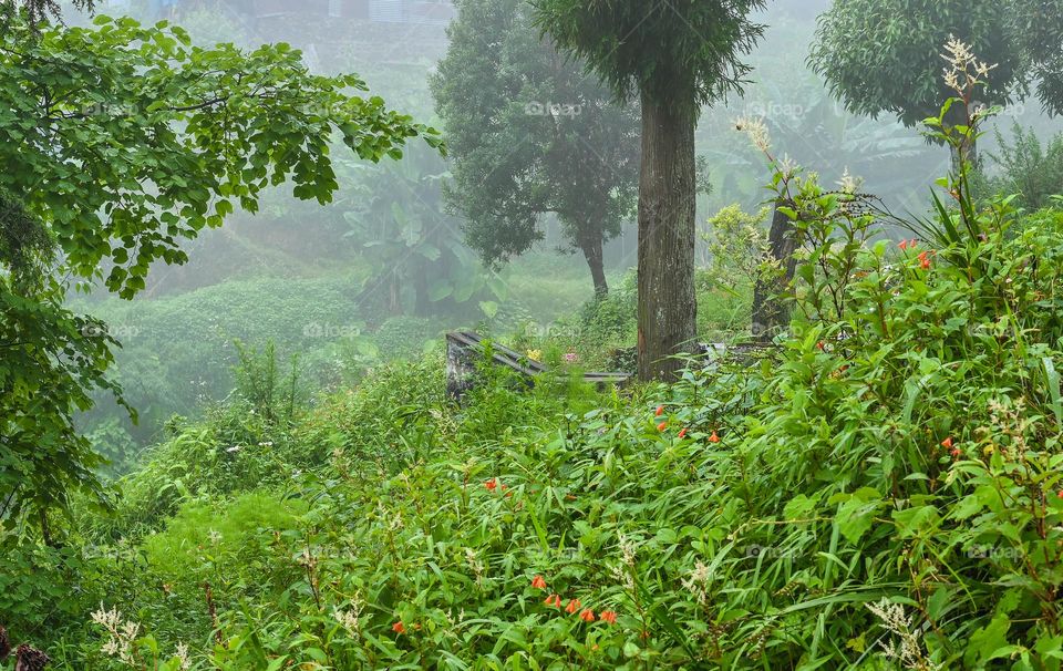 A walk in the nature during monsoon time