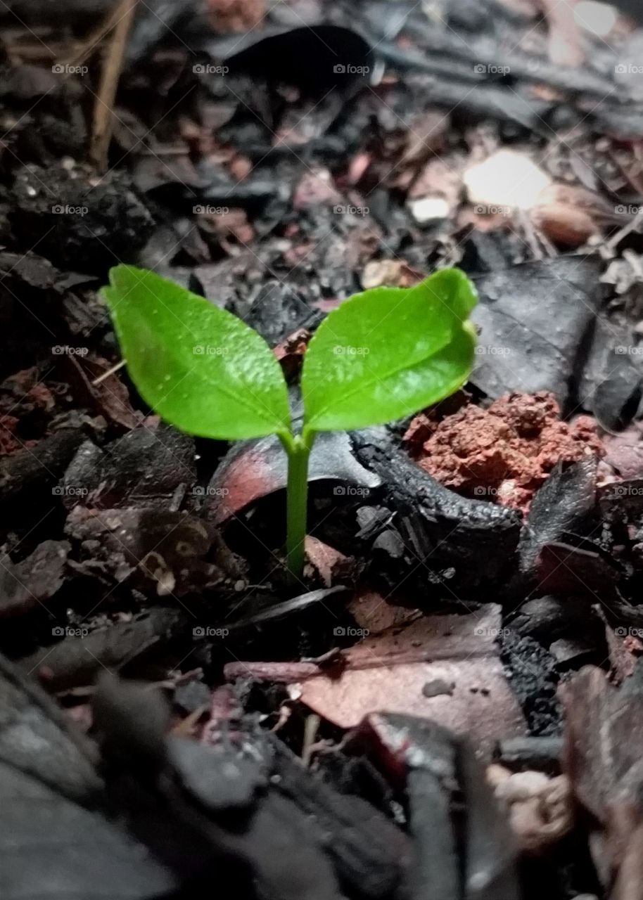 Growing lime tree from seeds
