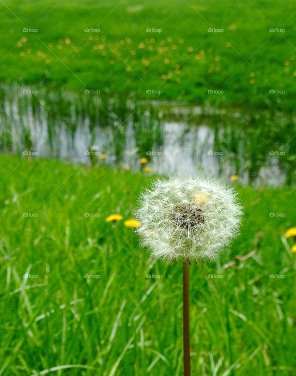Dandelion . Some see a weed and some see a wish