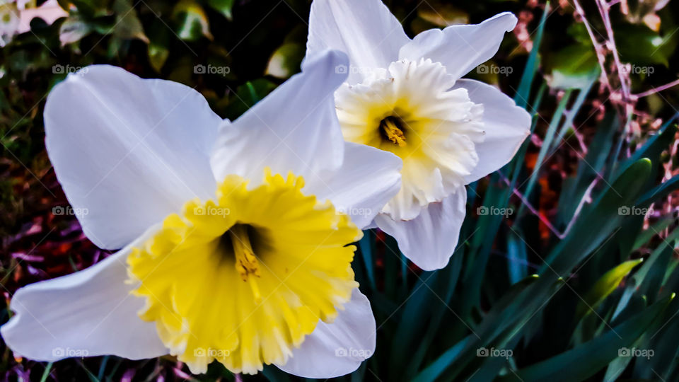 Flower, Nature, Flora, Leaf, Garden