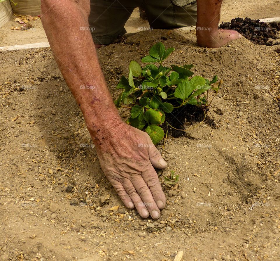 Moving the dirt around the plant making a moat for water