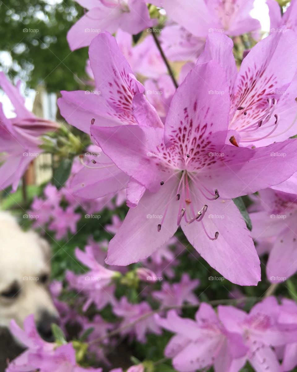 Early morning walk with my clients dog, Bailey. Happy to see that the July heat didn’t kill off all the beautiful flowers. 