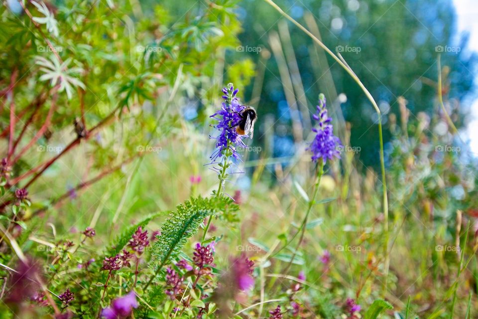 A bumblebee doing what a bumblebee does best 