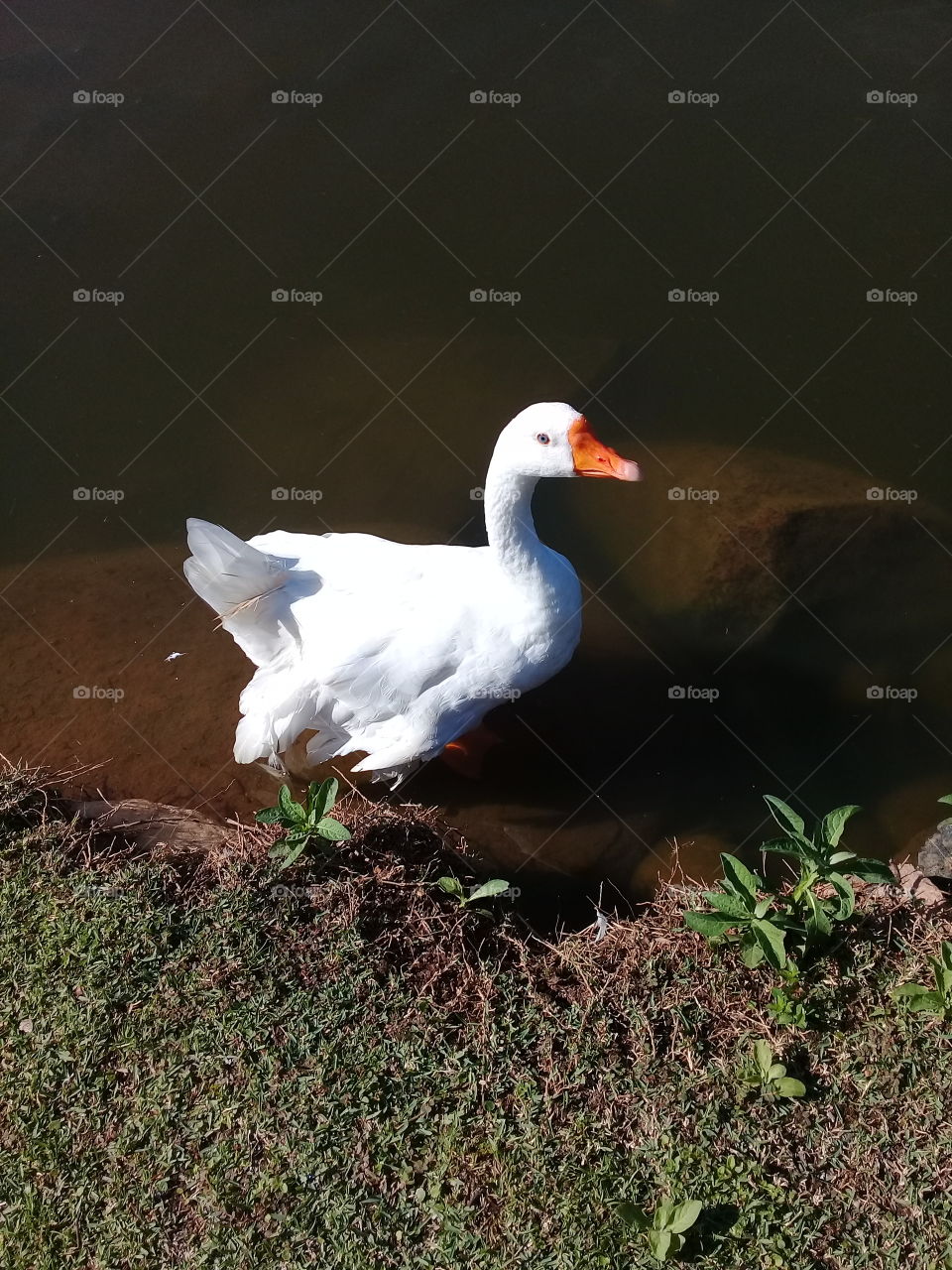 O solitário pato no lago do Jardim Botânico. Ele fez pose e a gente foi lá e... click!