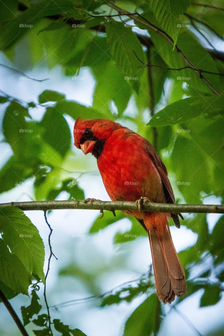 Close-up of a cardinal