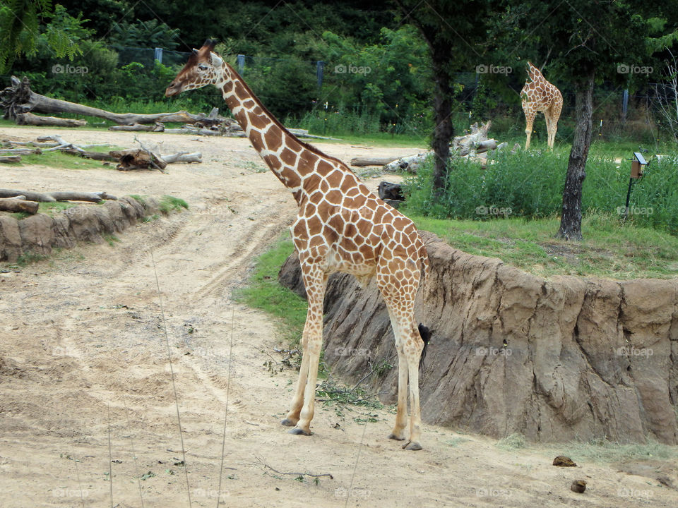 Dallas Zoo