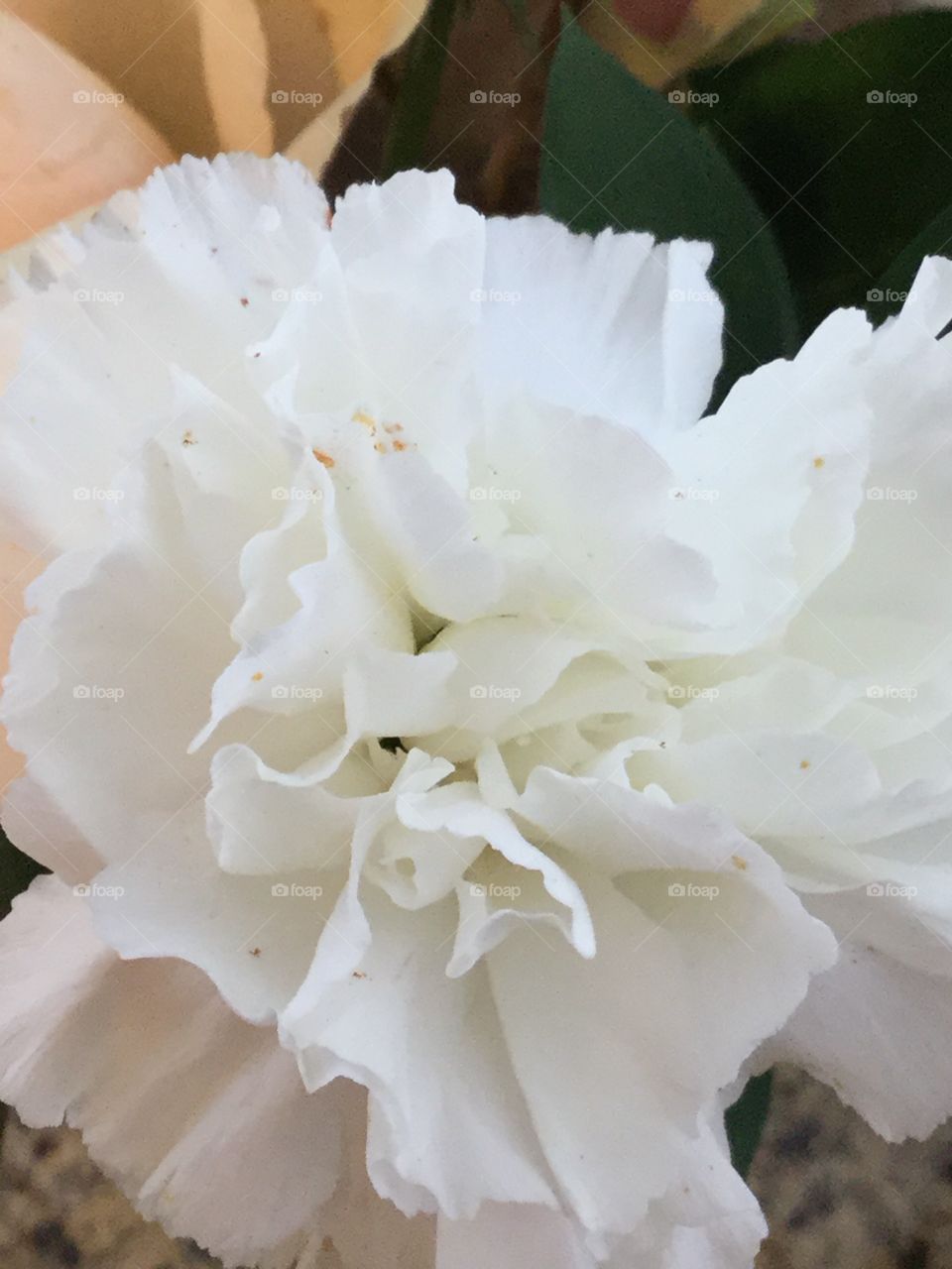 Carnation