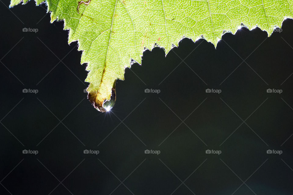 Close-up on green leaf with droplets, sun reflections 