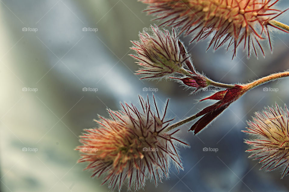 Wild flower close up