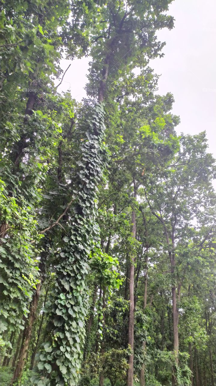 Dense forest in the mid of the city