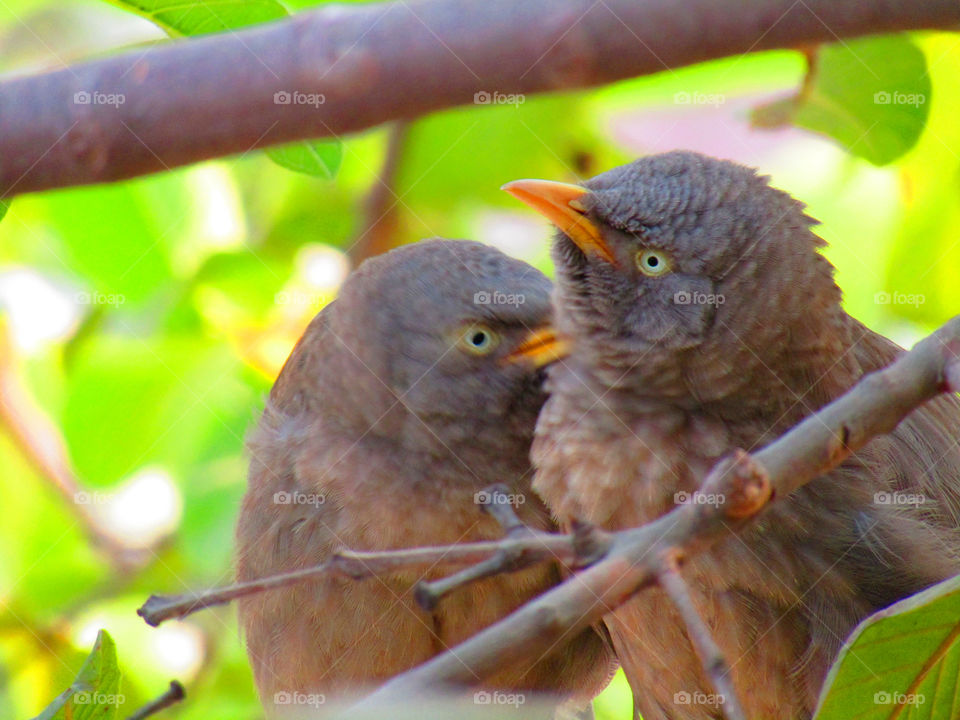 Jungle babbler bird or (Turdoides striata) or beautiful seven sisters or angry bird