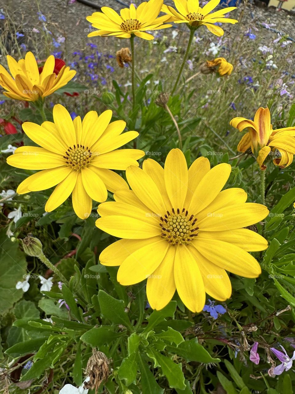 Yellow Dimorphotheca ecklonis daisybush flower petals stamens English countryside nature