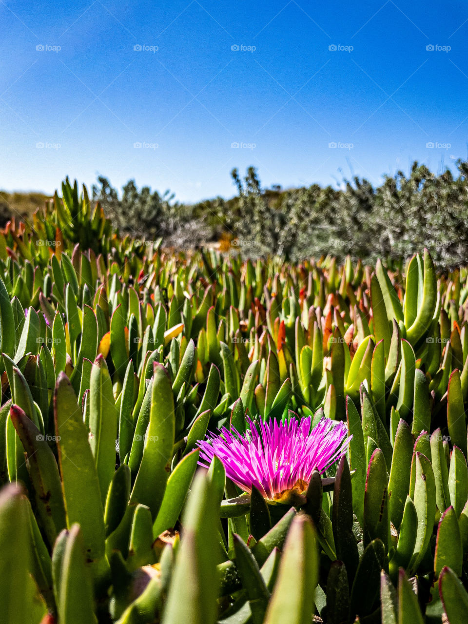 Pink flower stands out