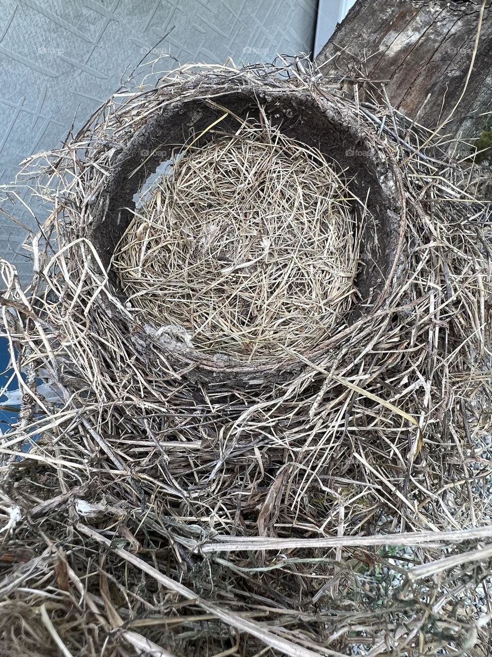 Robins nest