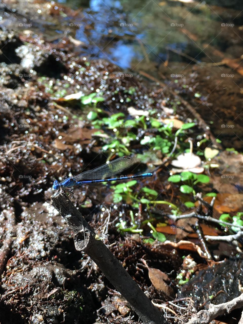 Another damsel fly 
