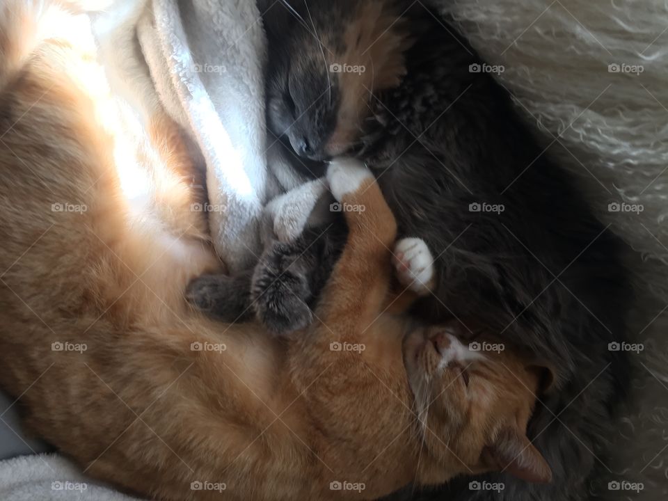 Mammal, Portrait, Pet, Cute, Dog