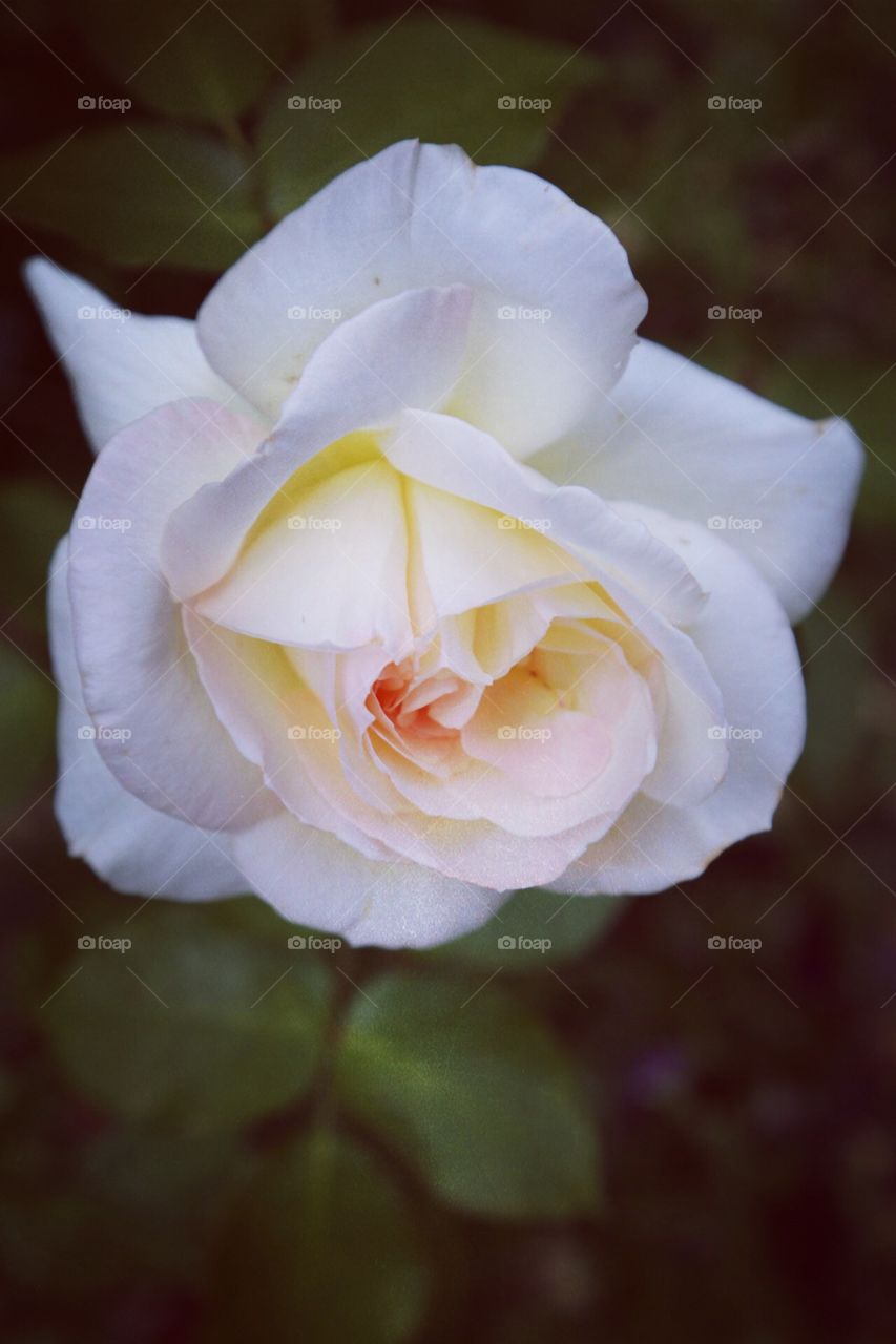 Very beautiful rose 