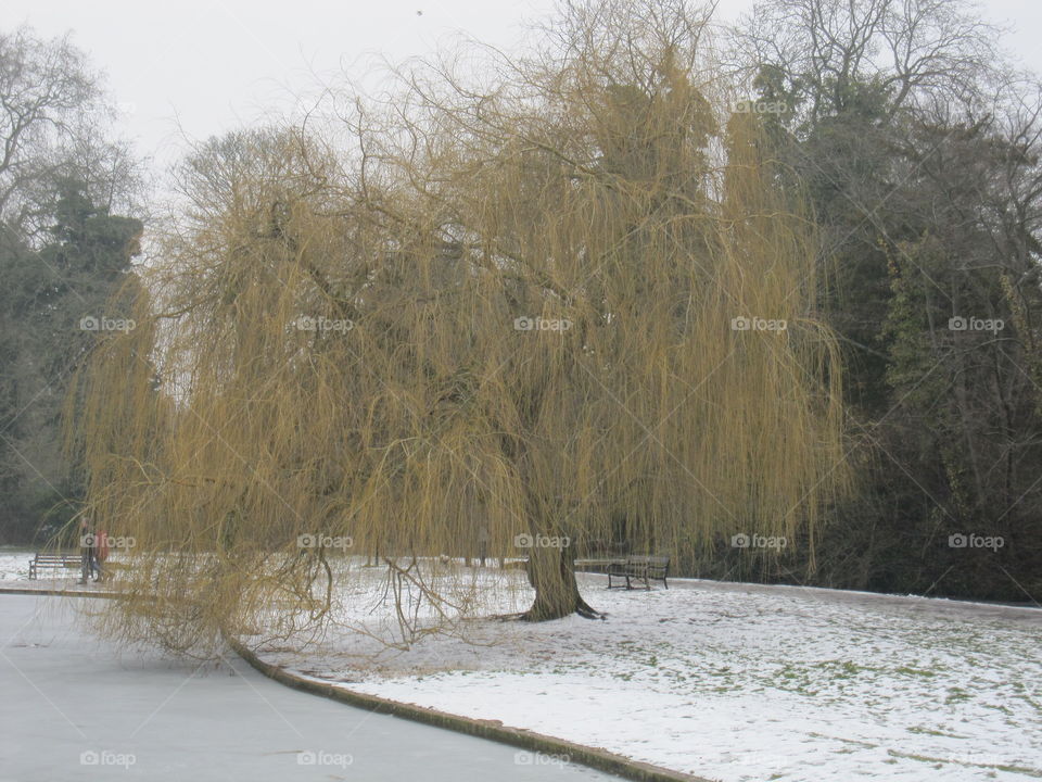 Willow Tree In The Snow