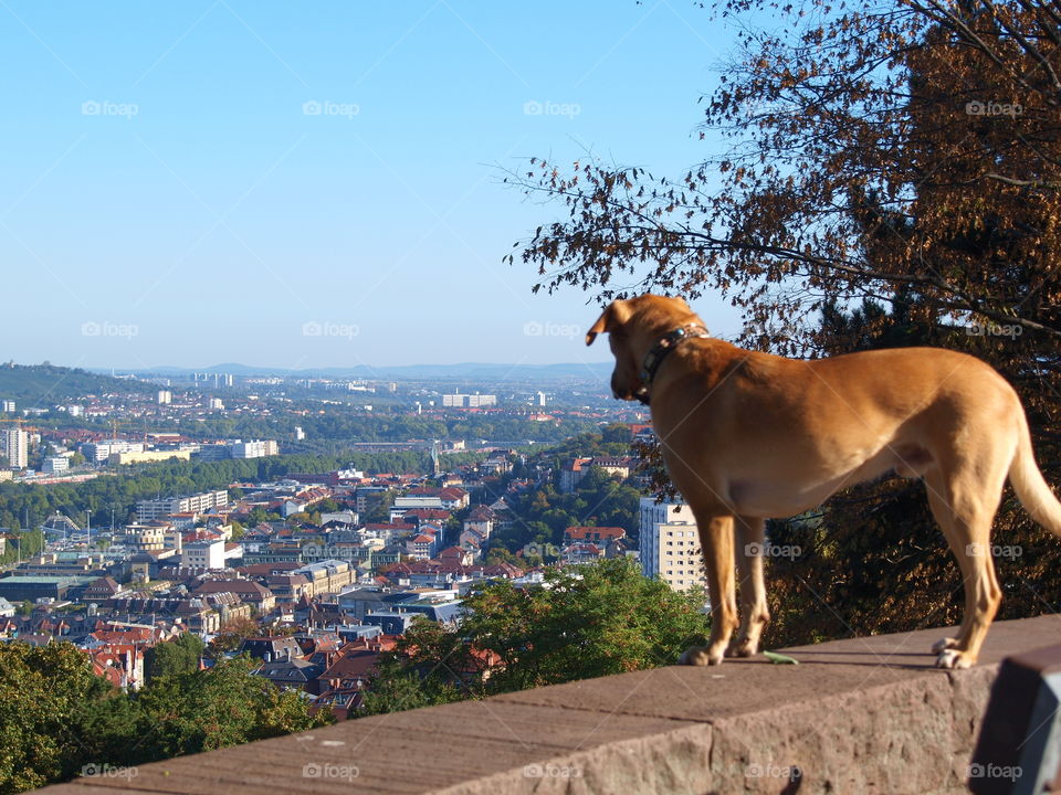 dog over a city