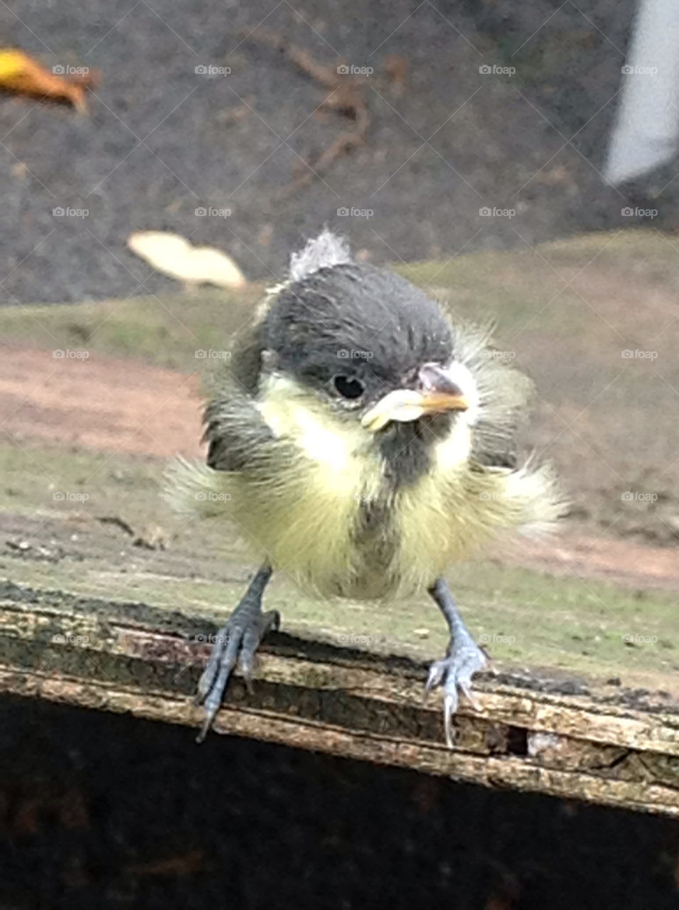 I'm too young to fly