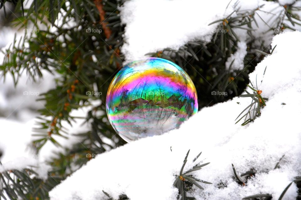 A frozen bubble sits upon snow in a evergreen tree