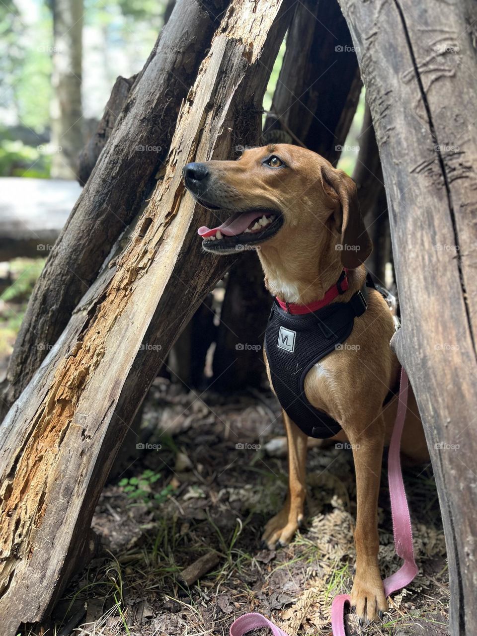 First actual nature walk as a puppy!