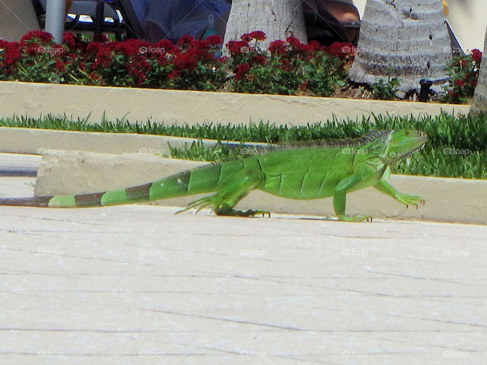 Ft Lauderdale lizard