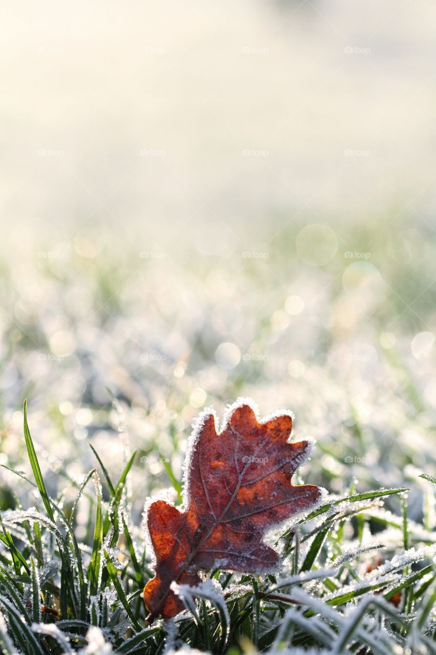 Frosty Leaf. A single oak tree leaf covered in frost in a grassy field on a cold, wintery day.