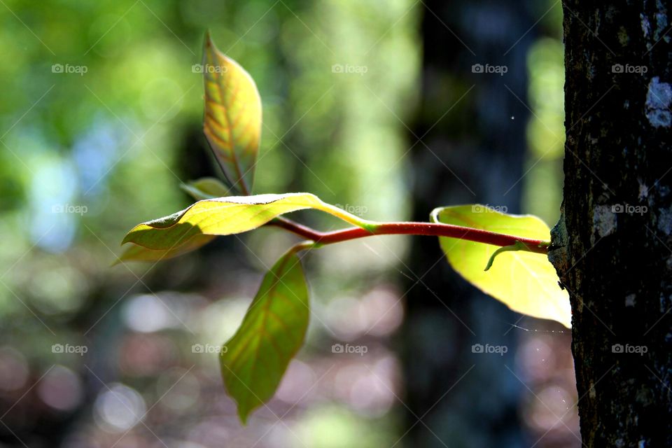 spring.  leaves