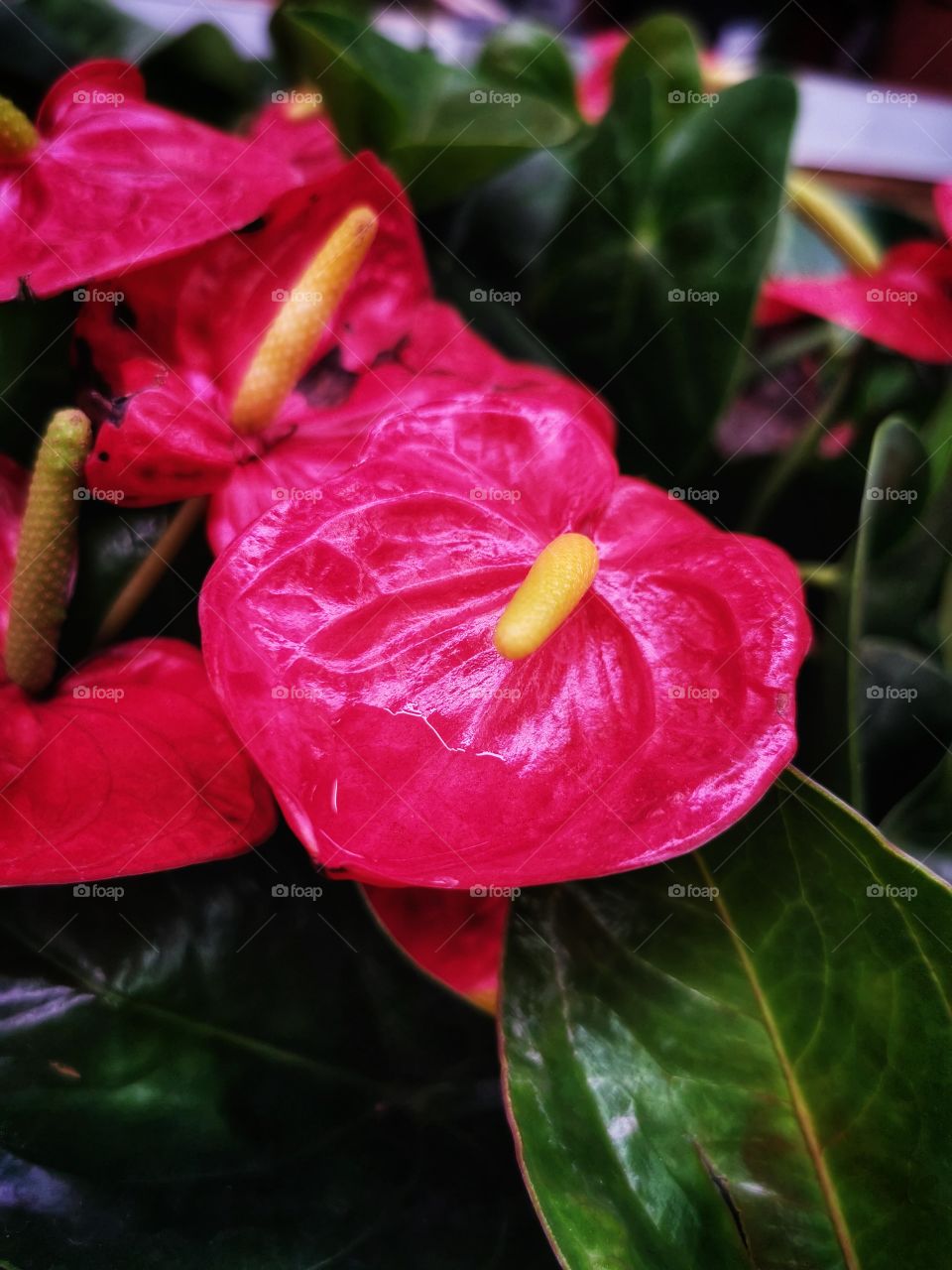 Plant green house Park colors greens