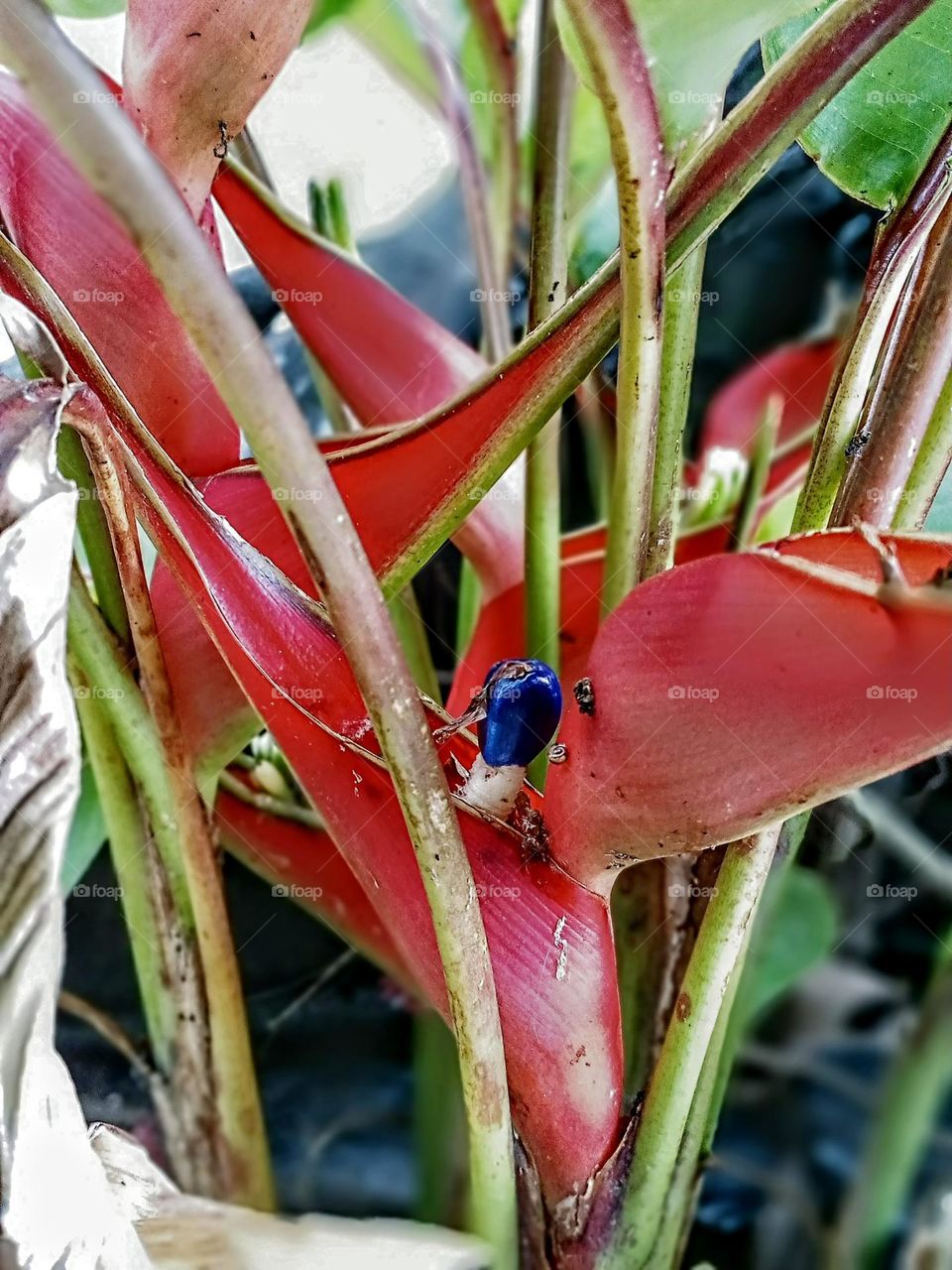 decorative plants